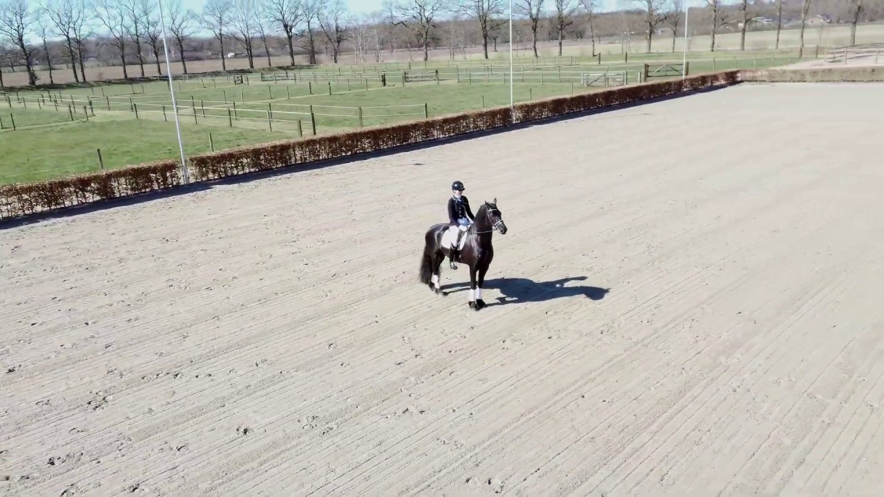 KFPS dekhengst Teun 505  (Bartele 472 x Rindert 406)