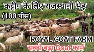 भेड़ और बकरी पालन से कैसे कमाएं लाखों रुपए। cutting sheep ?9001065527 | Available on IndiaMART