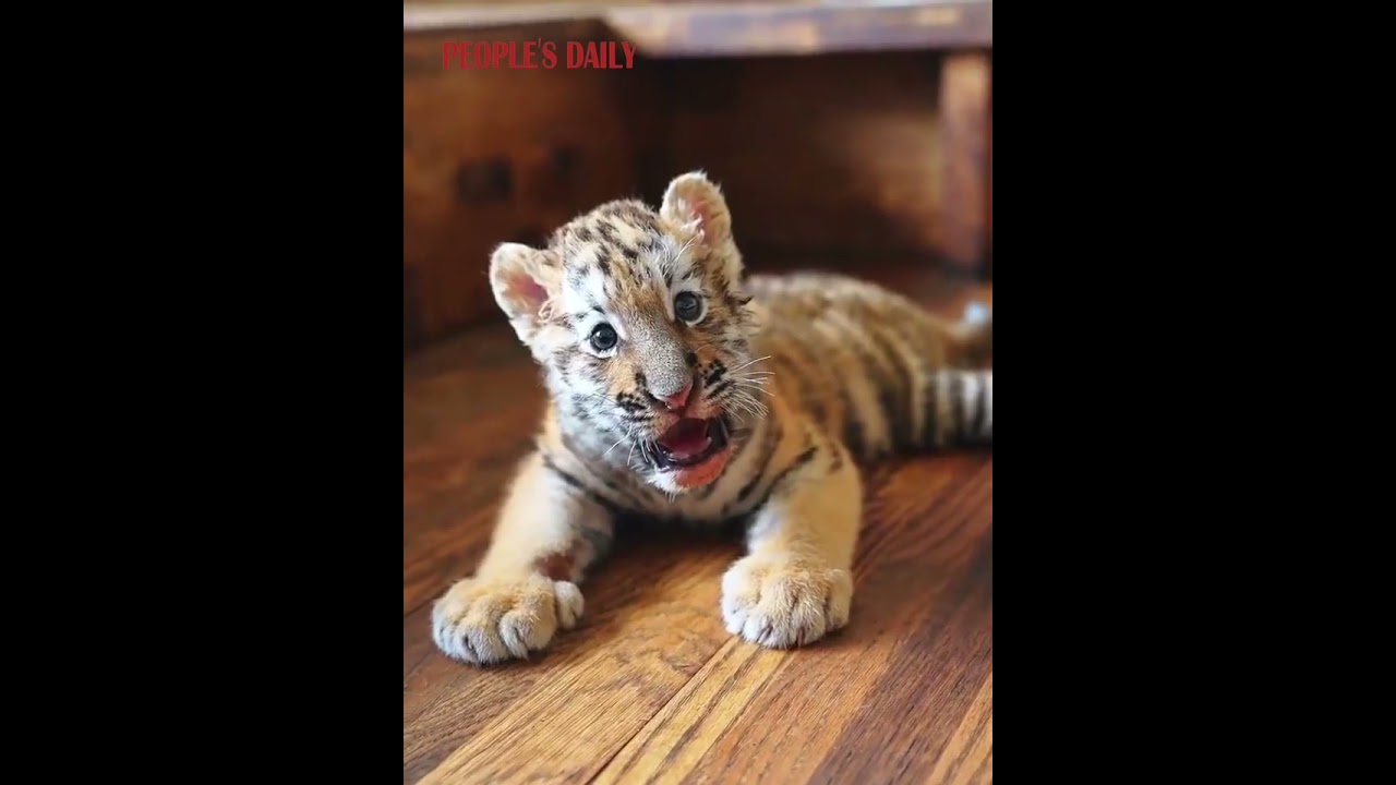 Adorable tiger cubs exploring and roaming their surroundings