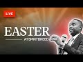Live easter sunday  31 march 2024  spiritbreed ministry