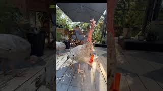 My Friend Thecozyfarm Came Over To Make Bubble Paintings With Me