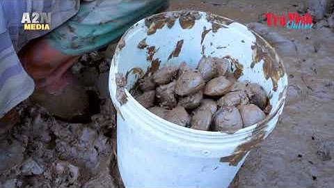 HIỂU QUẢ TỪ MÔ HÌNH NUÔI VỌP Ở XÃ ĐÔN XUÂN HUYỆN DUYÊN HẢI, Trà Vinh.