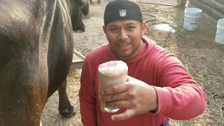 pajarete bebida típica 100% de rancho