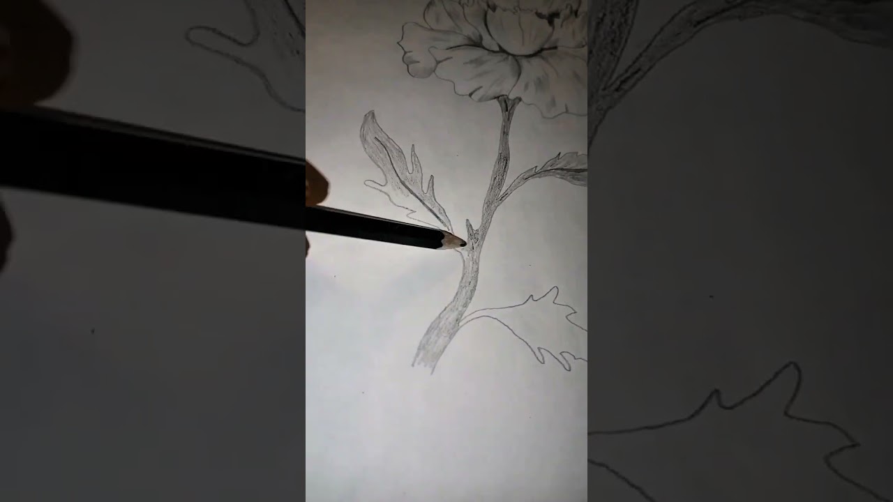 cara gambar bunga pakai pensil 2b 