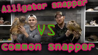 Alligator Snapping Turtle VS Common Snapping Turtle: Can you tell the difference?