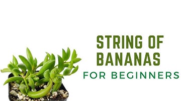 || STRING OF BANANAS ( SENECIO RADICANS ) CARE TIPS ||