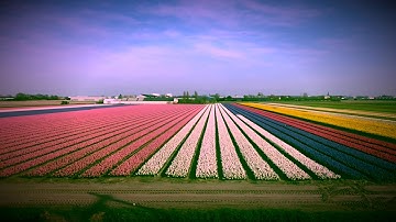 Tulip Fields Netherlands