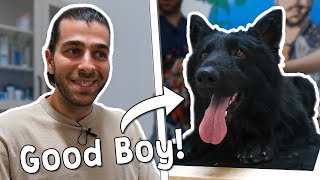 ÇOK ÖZEL BİR KÖPEK! ( Simsiyah Bir Alman Kurdu! )