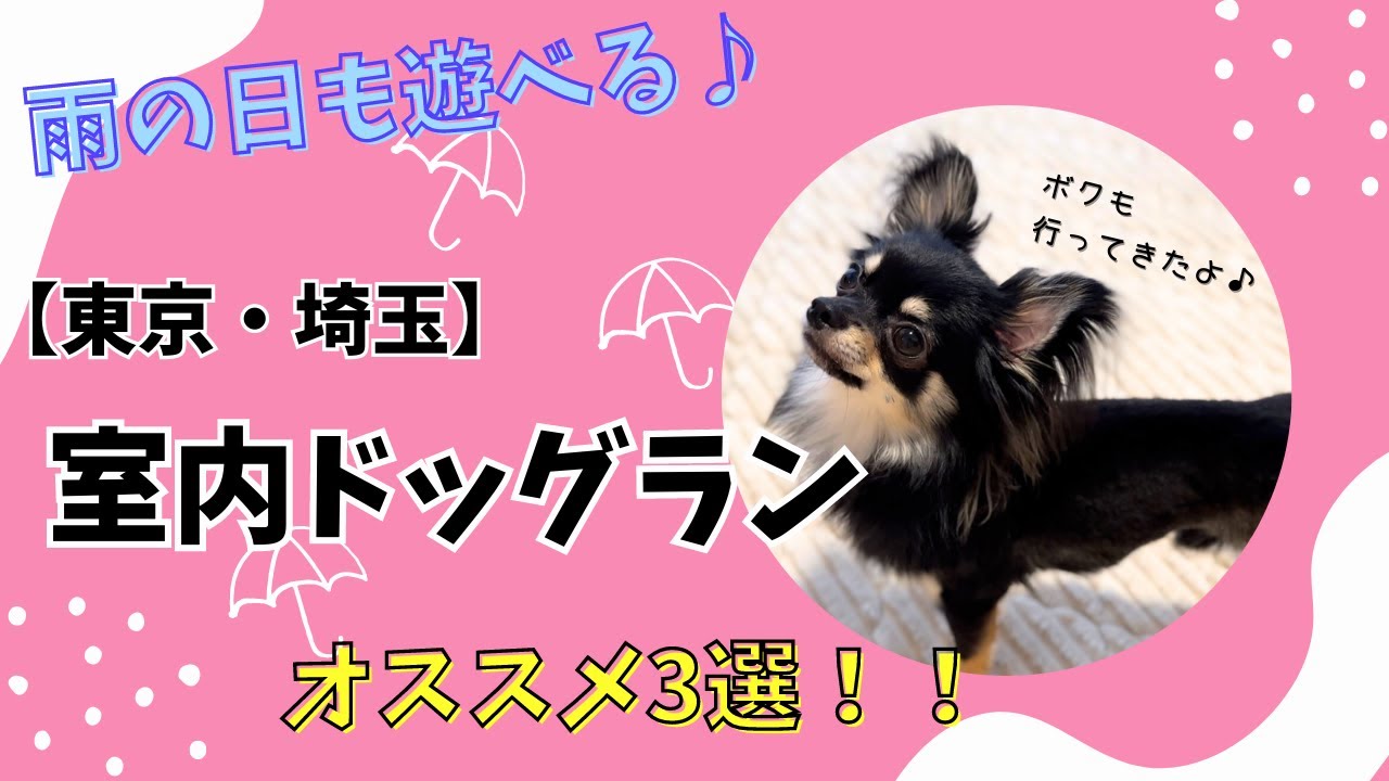 雨の日でも遊べる室内ドッグラン【東京・埼玉】オススメ3選♪