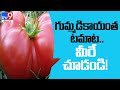 Biggest Tomato in Jayashankar Bhupalpally