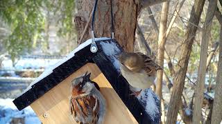 House Sparrows examine empty Wren house