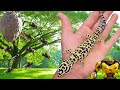 New leopard gecko morph the bumblebee