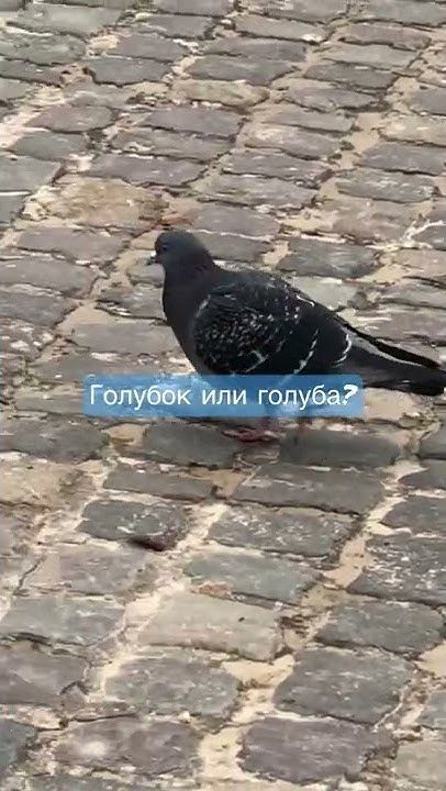 Голубок или голуба? - YouTube