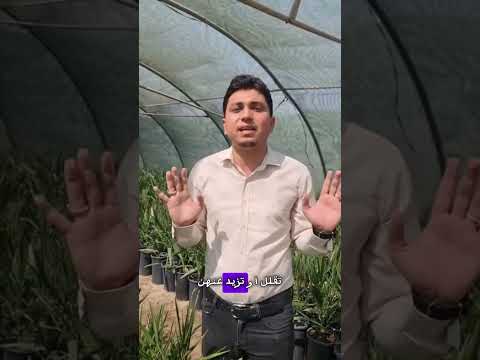 المسافة الصحيحة بين نخلة وأخرى عند زراعتها يوضحها كادر شركة البشير العالمية البشير مشروع وطن
