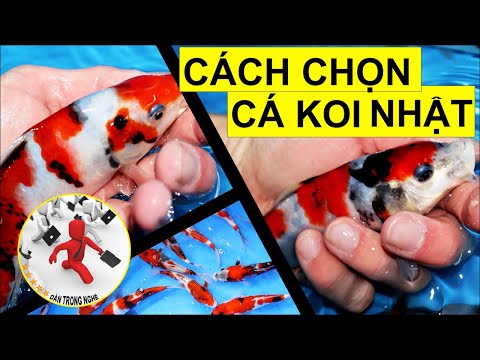 Cách chọn cá koi đẹp (P1) | Guide to choosing koi fish | Dân Trong Nghề