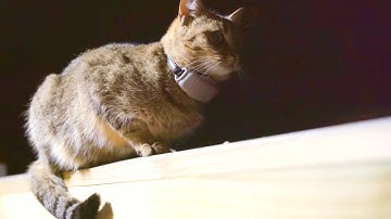 BEST GPS TRACKER FOR CATS AND DOGS #GPSTRACKER #gps #DOGCOLLAR #pettracker