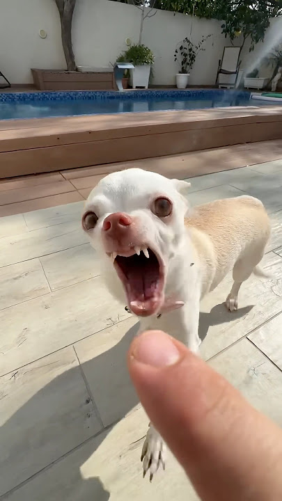 The Kuchi Kuchi chihuahua vs French Bulldog😈 #dog #frenchbulldog #chihuahua #angry #pets #doglife