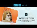 オンライン講座：ペットの撮影は難しいってあきらめていませんか かわいい「うちのこ」をもっとかわいく撮るコツ教えます その2　～おうち撮影をもっと楽しもう～ | 「いろは」シリーズ