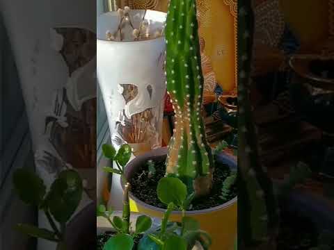 Цветочки:) #цветы #красота