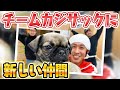 【新しい仲間】チームカジサックに仲間が1匹加わりました