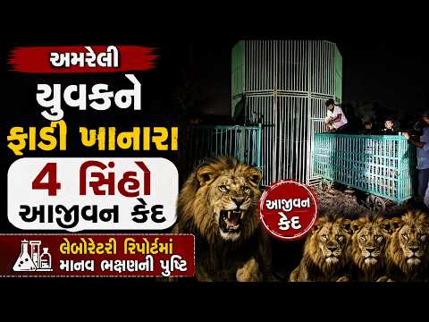 યુવકને ફાડી ખાનારા 4 સિંહો આજીવન કેદ.