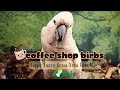 Coffee Shop Birbs | Happy Jazzy Bossa Nova Cafe Vibes w/Cozy Nature Sounds for Birds&mdash;Parrot Town TV🦜