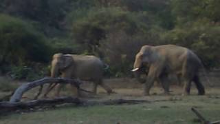 Asian Elephants in Rajaji National Park/Tiger Reserve