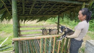 Techniques Building Bamboo House For Goat With Floors 50cm Above The Ground - Building Farm Off Grid