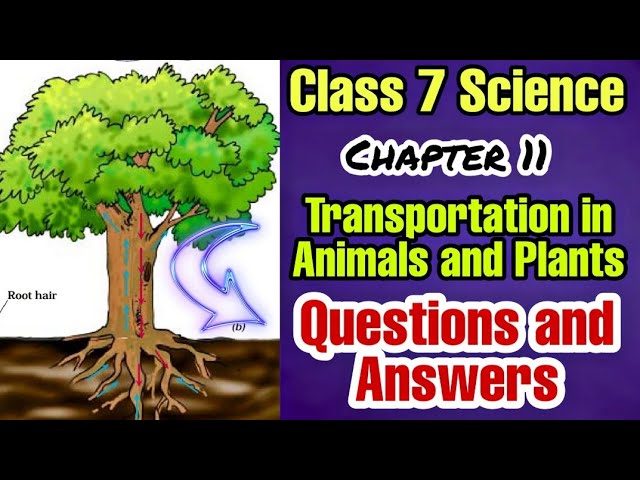 Class 7 Science Chapter 11 Question and Answers Transportation in Animals  and Plants- Science Think - YouTube