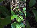 Have You Seen a Nutmeg Plant This Young? 🌱😲 #garden #nutmeg