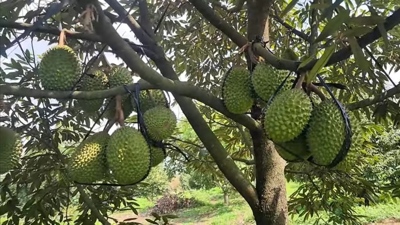 MUSANG KING - NHỮNG KẺ THIẾU HIỂU BIẾT CHỈ CÓ HẠI ND: 0918 456 457- 0375 456 457