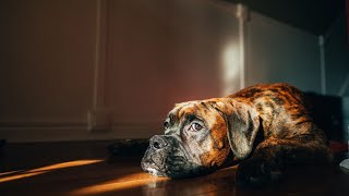 Boxer Dog Training: A StepbyStep Guide