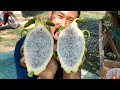 Vietnam Dragon Fruit Farm Tour