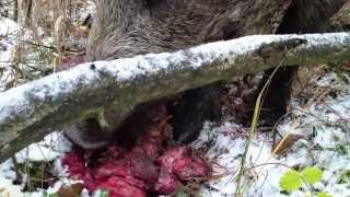 Wild boars found gralloch