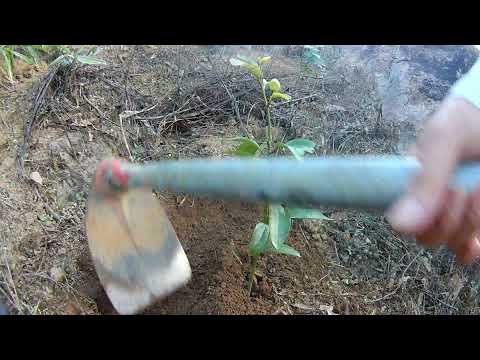 Video: Làm thế nào để trồng một cây Moringa: 14 bước (có hình ảnh)