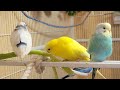 10 Hr Happy Singing &amp; Eating Parakeet Budgies Birds, Reduce Stress of Lonely Quiet Birds