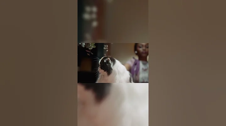 5 Things Cats Secretly Despise! #catfacts #letslearntogether #felinefriends #felinewonders