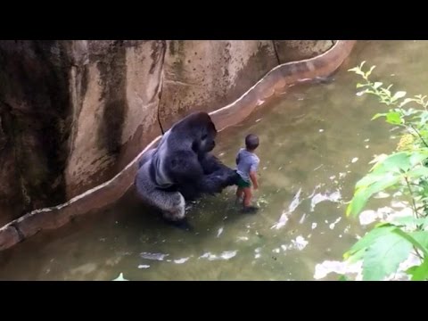 Video : Chapaw hawti kô 4-pa Azyh laipa GORILLA ama sona liata tla tlamaw!