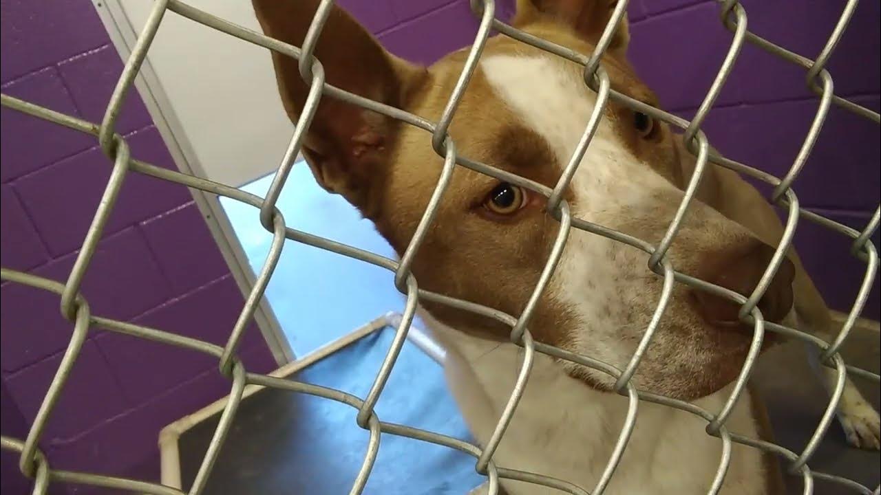 HSSAZ shelter Juneau 1y Pet Id 866141 kennel 28 old film 20190417 161705 YouTube