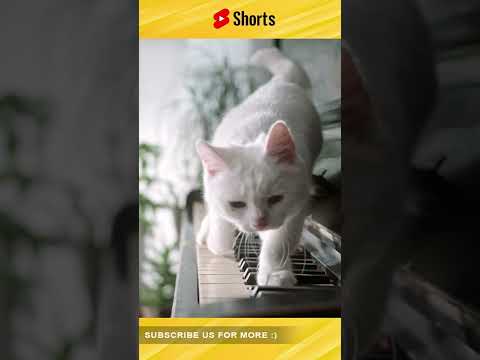 Amazing Animal Moments