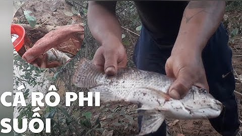 nhật ký : câu cá suối đắk wơ , trải nghiệm và chia sẻ điểm câu ✅ | Minh Đà TV |