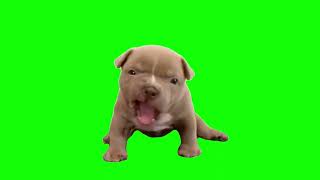 Green Screen Angry Pitbull Baby Meme