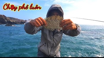 VUONG LT VLOG câu cá biển | cá giò khủng | @vuongltvlog