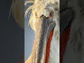 When you zoom in a little too much 👀 #DalmatianPelican #FreshwaterBird #BirdPhotography #Shorts