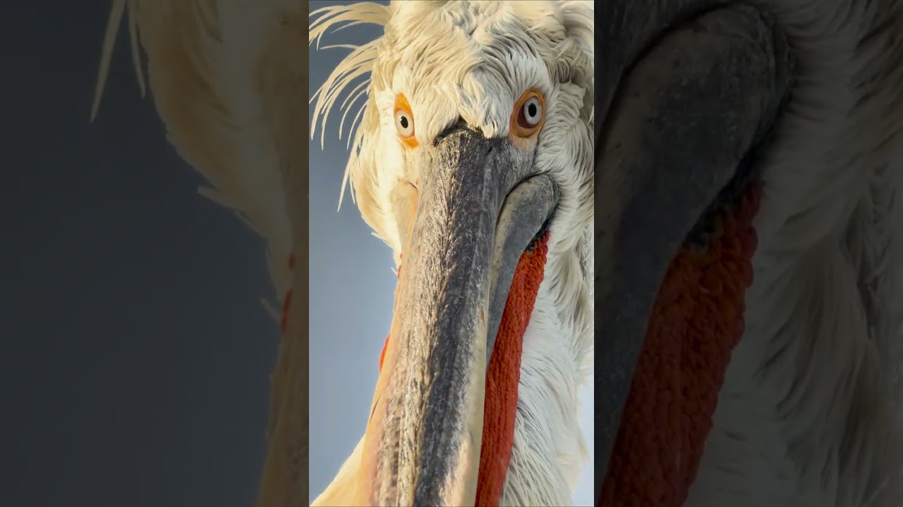 When you zoom in a little too much 👀 #DalmatianPelican #FreshwaterBird #BirdPhotography #Shorts