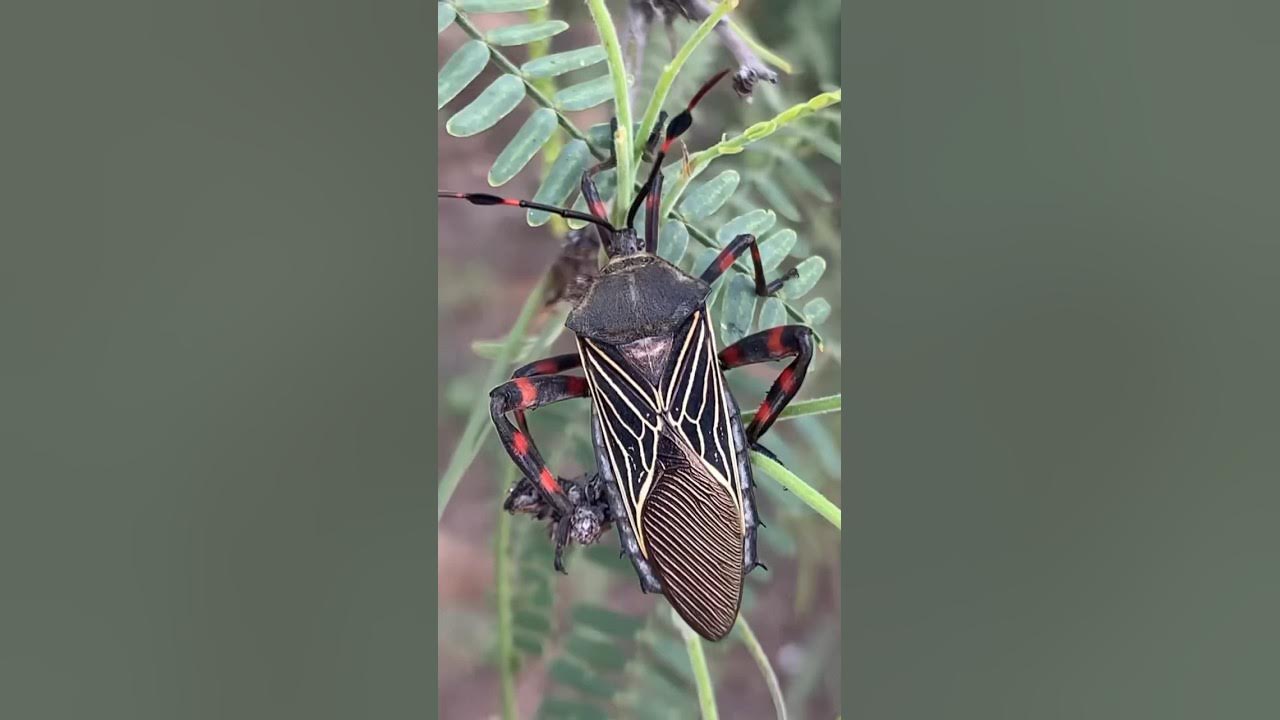 Giant Mesquite Bug mesquitebug hemiptera entomology YouTube