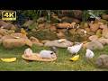 CAT TV: Birds for Cats to Watch - 8 Hours of Backyard Birds 🐦 (4K)