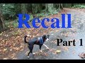 Shaping a dogs recall part 1 capturing a check ineye contact clicker training