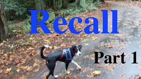 Shaping A Dog's Recall Part 1 Capturing a Check in...
