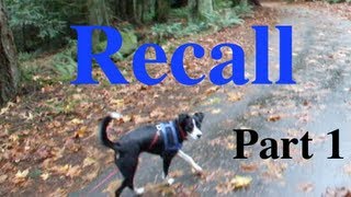 Shaping A Dog's Recall Part 1 Capturing a Check in/Eye Contact Clicker Training